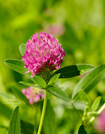 Blühnbachtal June 2019