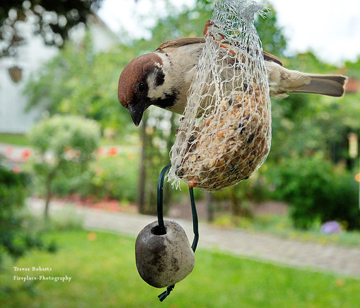 July 2019 - Still hungry 2