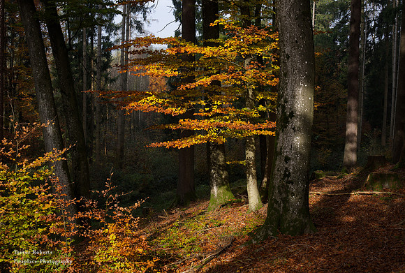 Kirchstetten . Autumn colours in the forest