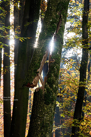 Kirchstetten. A broken tree hanging over the forest path