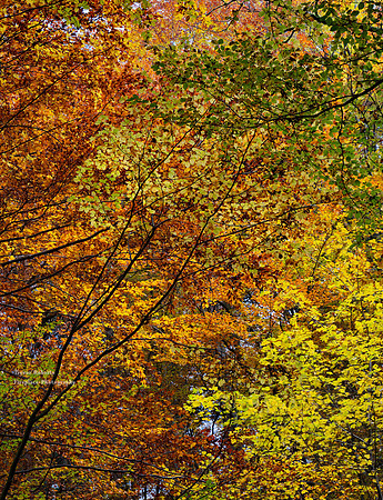 Kirchstetten. An autumn canopy over the forest sandpits
