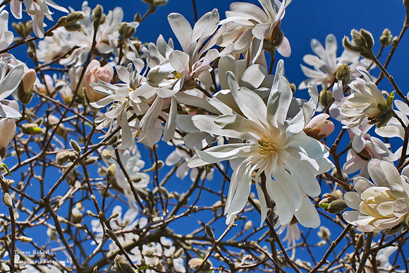 Stella Magnolia