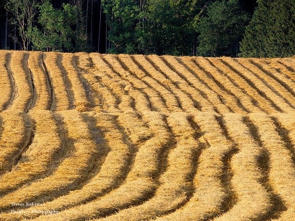 End of July is harvest time in Pilsbach