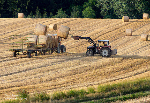 End of July is harvest time in Pilsbach