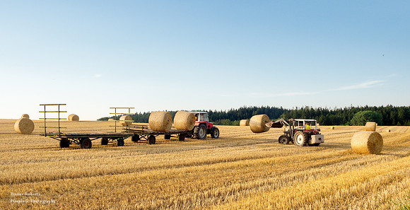End of July is harvest time in Pilsbach