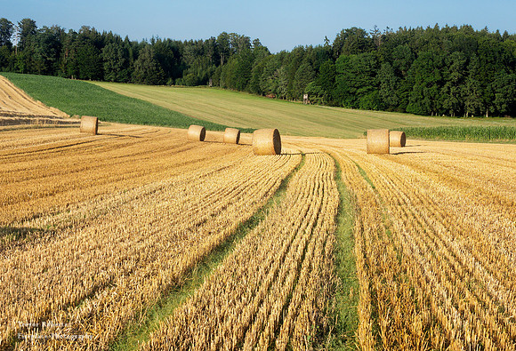 End of July is harvest time in Pilsbach