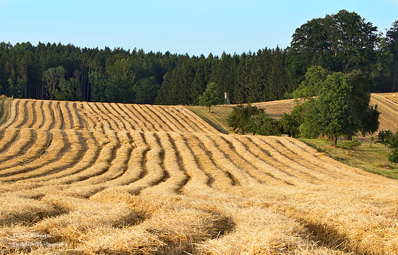 End of July is harvest time in Pilsbach