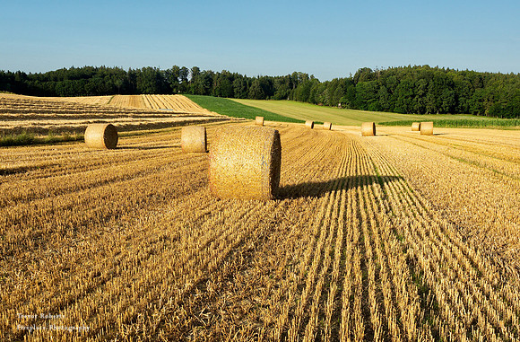 End of July is harvest time in Pilsbach