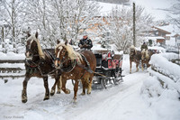 Die schönen Pferde ziehen die Schlitten am Ende eines Wintertags nach Hause