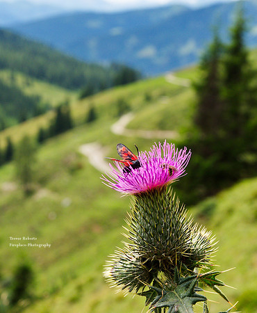 On the way to Mitterfeldalm- August 2019