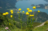 Drollblumen über dem Mondsee...