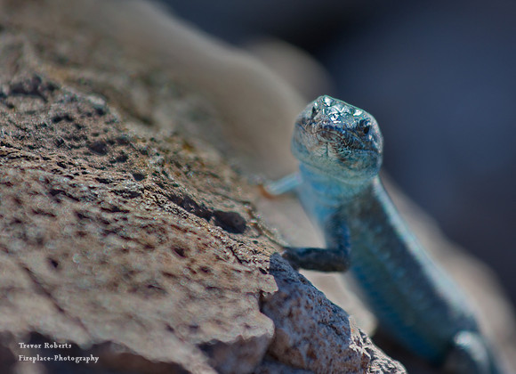 Lizards