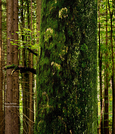 Dark Green trunk