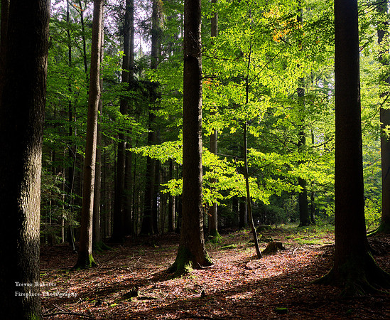 Light green leaves