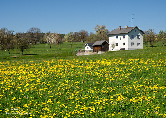 Pilsbach - Lowenzahn 1