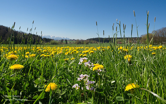 Pilsbach - Lowenzahn 1