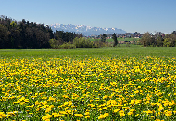 Pilsbach - Lowenzahn 1