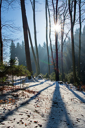 Winter shadows