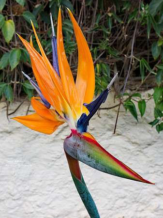 Paradise Bird