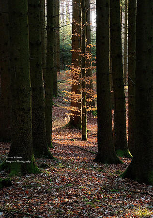 Sonnleitenwald. December 2019