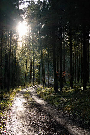 Sonnleitenwald. December 2019