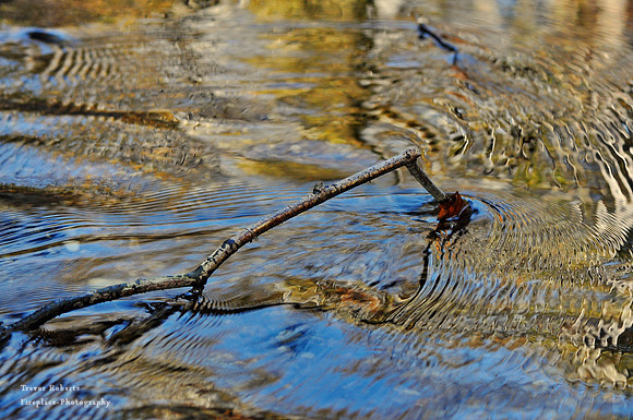 A twig enjoying the blue and gold ripples