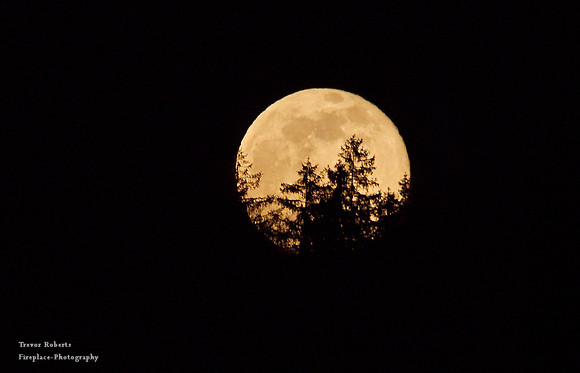 in the black of night as the moon rose up behind the trees,..