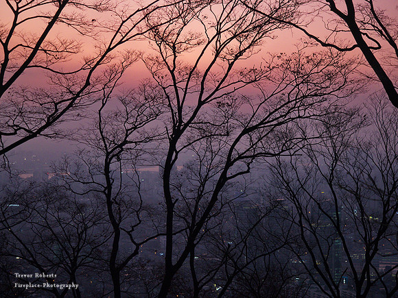 Trees in front of a pink sky