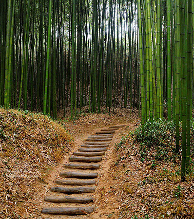 Bamboo Forest