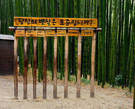 Bamboo Forest