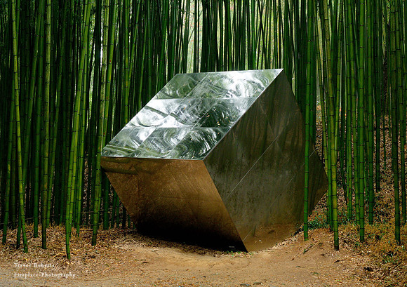 Bamboo Forest