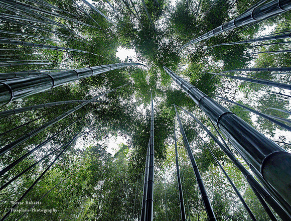 Bamboo Forest
