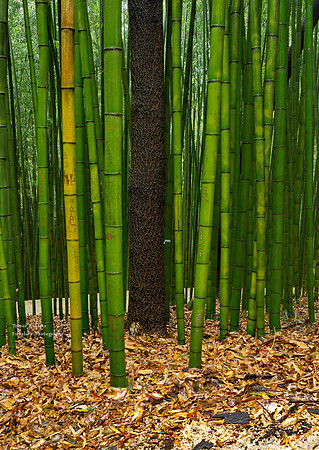 Bamboo Forest