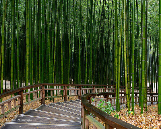 Bamboo Forest