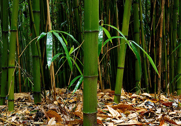 Bamboo Forest