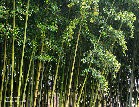 Bamboo Forest