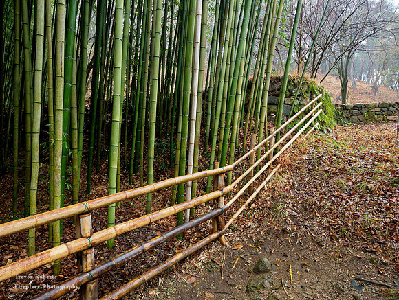 Bamboo Forest