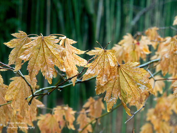 Bamboo Forest Park