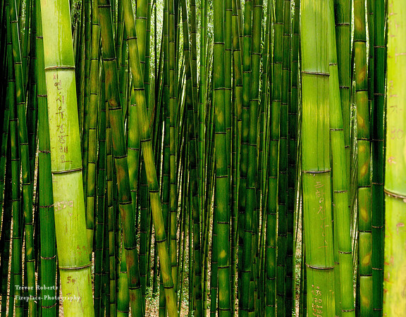 Bamboo Forest
