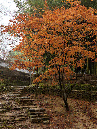 Bamboo Forest Park