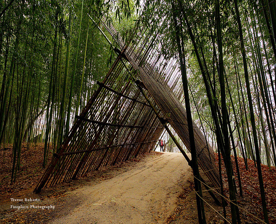 Bamboo Forest