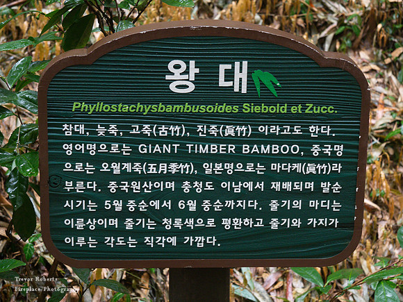 Bamboo Forest.