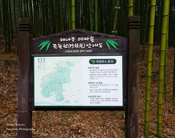 Bamboo Forest
