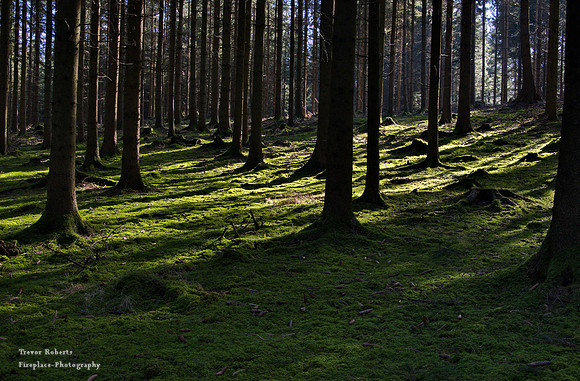 Mossy green forest floor- Sonnleithenwald