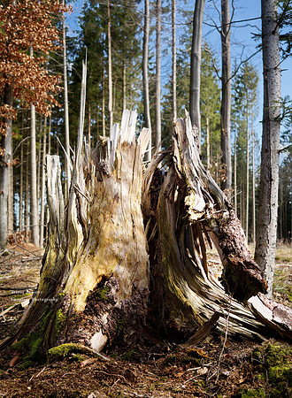 When the wind blows,  trees will fall
