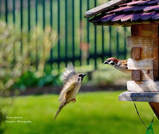 Little birds flying to the feeder