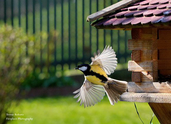 Little birds flying to the feeder