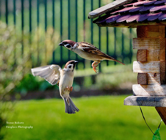 Little birds flying to the feeder