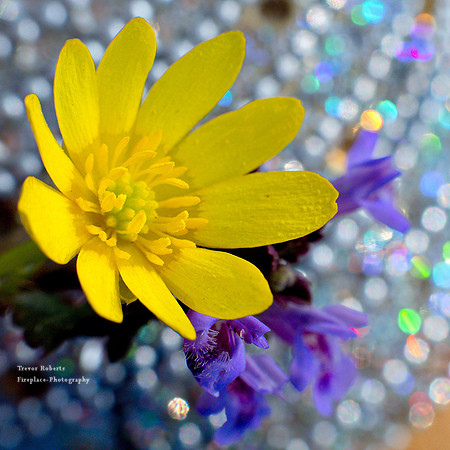 Bokeh fun with the smallest flowers