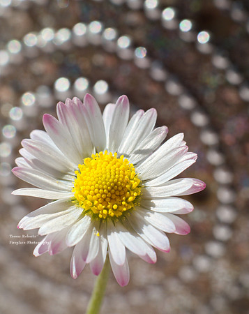 Bokeh Daisy